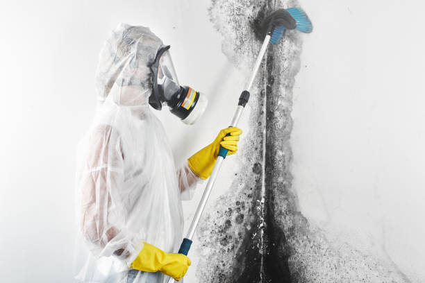 Mold Documentation for Insurance Claims in Pelion, SC