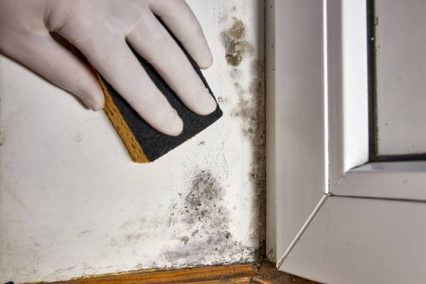 Best Indoor Air Quality Assessment  in Pelion, SC