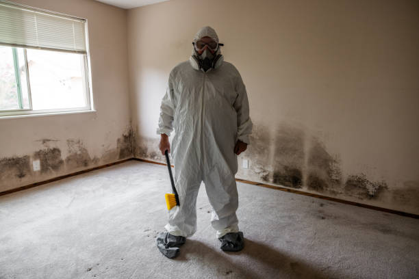 Best Post-Construction Mold Inspection  in Pelion, SC